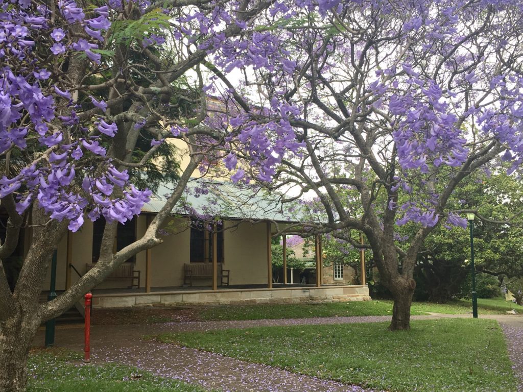 Jacaranda tree outside Writing NSW in Callan Park